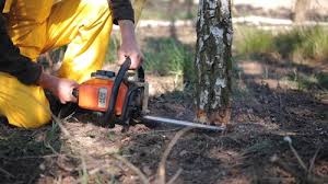 Best Tree and Shrub Care  in Kentland, IN