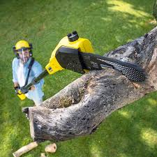 Best Lawn Watering Services  in Kentland, IN