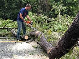 Best Tree Preservation Services  in Kentland, IN