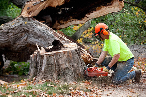 Why Choose Our Tree Removal Services in Kentland, IN?